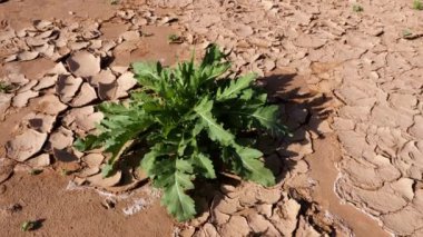 Fas 'taki Erg Chegaga çölünde Arugula (roket salatı) bitkileri. 2024 'te sağanak yağmurdan sonra Yeşil Sahra Çölü. Doğanın 4k görüntüsü. 