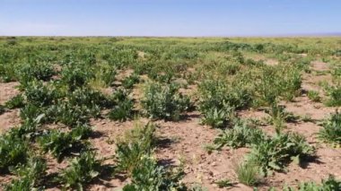 Fas 'taki Erg Chegaga çölünde Arugula (roket salatı) bitkileri. 2024 'te sağanak yağmurdan sonra Yeşil Sahra Çölü. Doğanın 4k görüntüsü. 