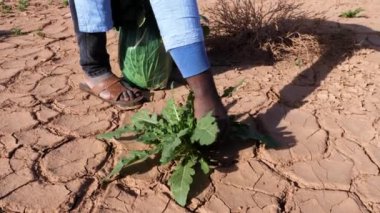 Göçebe bir adam Fas 'taki Erg Chegaga çölünde Arugula (roket salatı) bitkileri topluyor. 2024 'te sağanak yağmurdan sonra Yeşil Sahra Çölü. Doğanın 4k görüntüsü. 