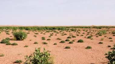 Fas 'taki Erg Chegaga çölünde Arugula (roket salatı) bitkileri. 2024 'te sağanak yağmurdan sonra Yeşil Sahra Çölü. Doğanın 4k görüntüsü. 