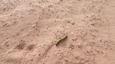 Bir tırtıl kumda yürür. 2024 yılında şiddetli bir yağmurdan sonra bitkiler ve hayvanlar Fas 'ın Sahra Çölü' nde tekrar ortaya çıkar. 4k görüntü. 
