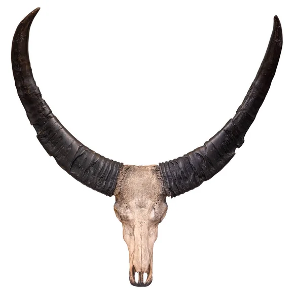 Skull Horns Cow Isolated White Background — Stok fotoğraf