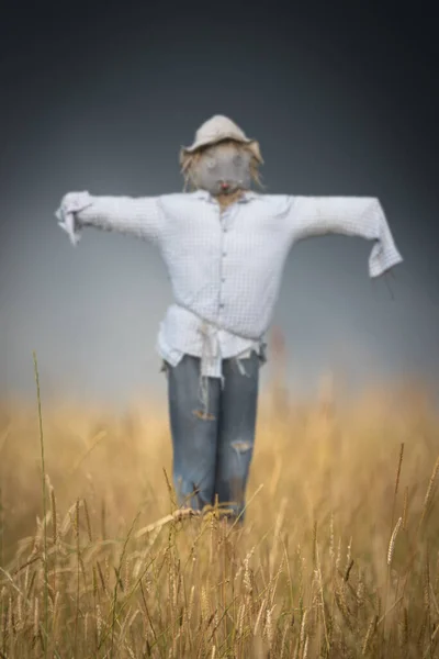 Eine Vogelscheuche Auf Einem Weizenfeld Einem Stürmischen Tag Mit Geringer — Stockfoto