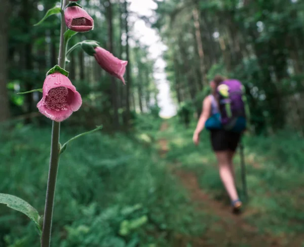 Uma Mulher Caminhando Uma Trilha Florestal Com Uma Flor Luva Imagens Royalty-Free