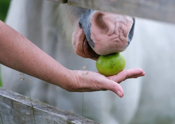 Eine Person Füttert Ein Pferd Mit Einem Apfel — Stockfoto