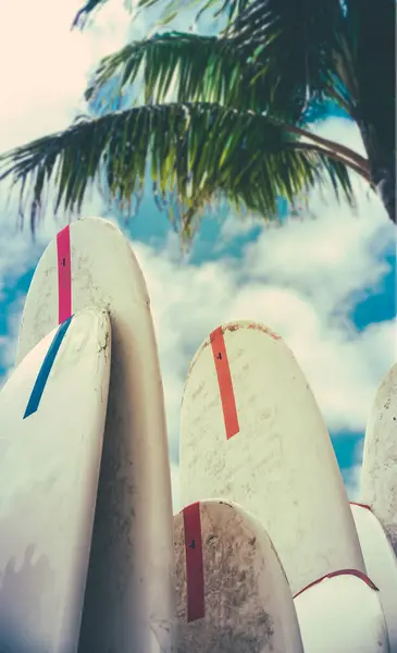 Серфінг Тіні Пальмового Дерева Пляжі Вайкікі Гаваї Ліцензійні Стокові Фото