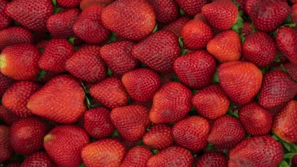随着草莓的腐烂和霉变 它的循环时间在流逝 免版税图库视频片段
