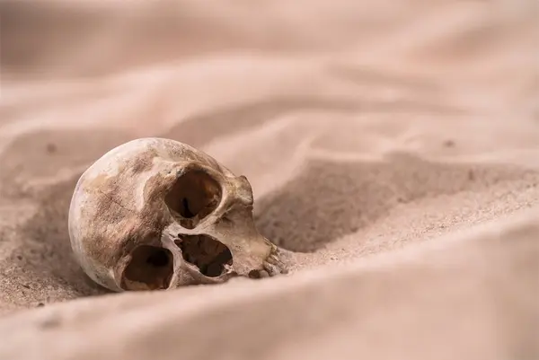 Crânio Humano Emergindo Enterro Deserto Imagens Royalty-Free