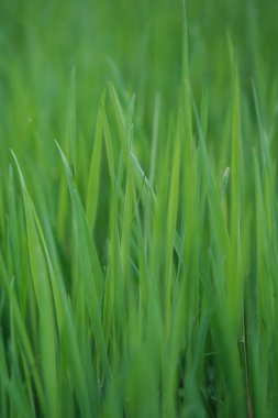 Uzun Çimenlerin Sığ Odaklı Arkaplan Özellikleri