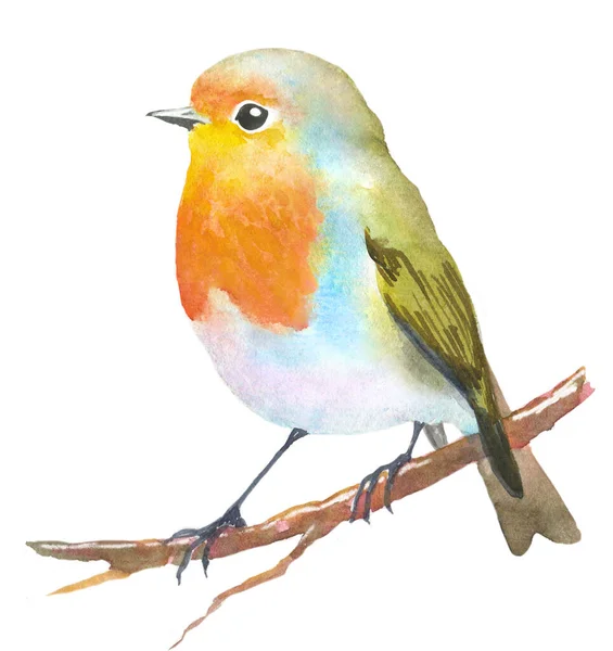 Dětská Kresba Akvarel Robin Izolované Bílém — Stock fotografie