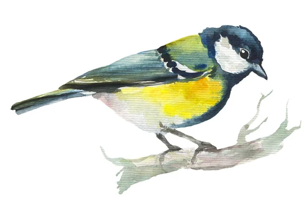Hand Drawn Watercolor Tit Bird Sitting Branch Beautiful Male Little — Stockfoto