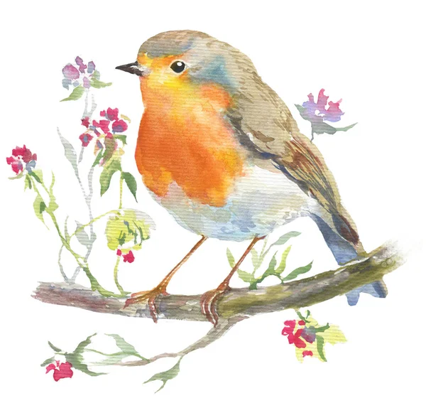 Watercolor Mão Desenhada Ilustração Pássaro Robin Galho Com Pequenas Flores — Fotografia de Stock