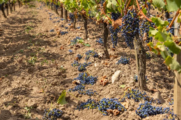 法国波尔多减少成熟葡萄的产量 生产高质量的葡萄酒 — 图库照片