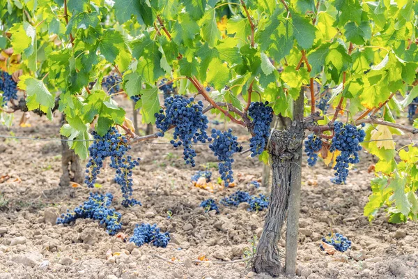 Mengurangi Pematangan Anggur Untuk Menghasilkan Wine Berkualitas Tinggi Bordeaux Prancis — Stok Foto