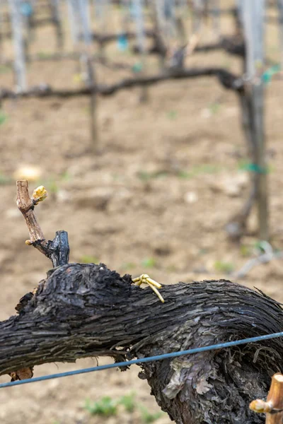 Виноградник Ранней Весной Регионе Сексард Венгрия — стоковое фото