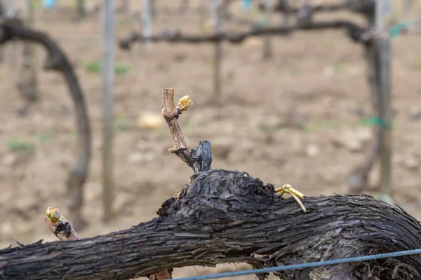 Виноградник Ранней Весной Регионе Сексард Венгрия — стоковое фото
