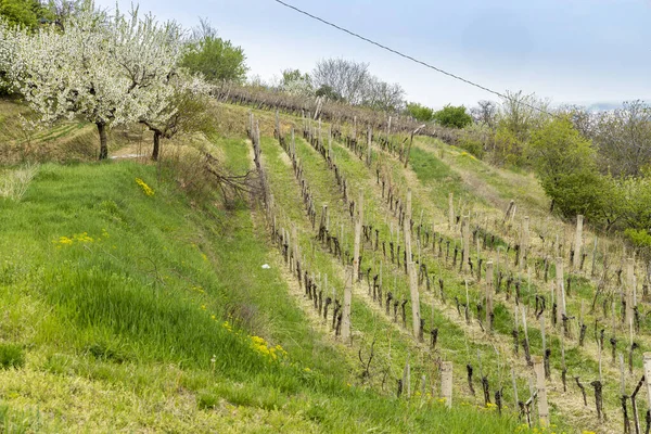 Paysage Printanier Avec Vignoble Dans Région Szekszard Hongrie — Photo