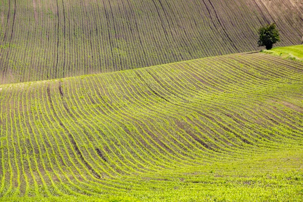 Landscape Moravian Tuscany Czech Republic — Stock Photo, Image