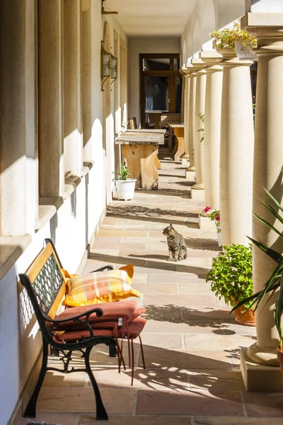 Einem Sonnigen Tag Tritt Eine Katze Vor Die Tür — Stockfoto