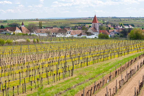 Spring Vineyards Mitterretzbach Lower Austria Austria — Stock Photo, Image