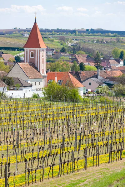 Wiosenne Winnice Pobliżu Mitterretzbach Dolnej Austrii Austria — Zdjęcie stockowe