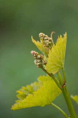 Bahar bağında sarmaşık çiçekleri, Güney Moravya, Çek Cumhuriyeti