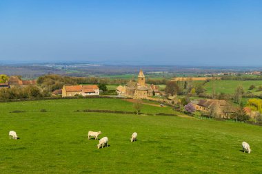 İneklerle bahar manzarası ve eglise Notre Dame de Lancharre, Bourgogne, Fransa