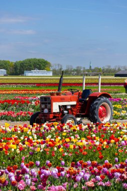 Hollanda, Keukenhof yakınlarında eski traktörlü lale tarlası.