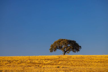 Endülüs manzarasında yalnız ağaç, İspanya