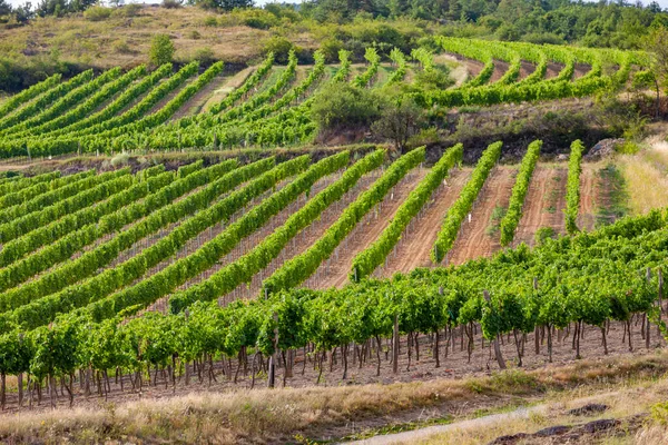 Landscape Vineyards Retz Lower Austria Austria — Stock Photo, Image