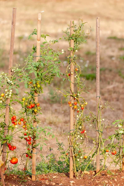 Ripe Tomatoes Garden — Stock Photo, Image
