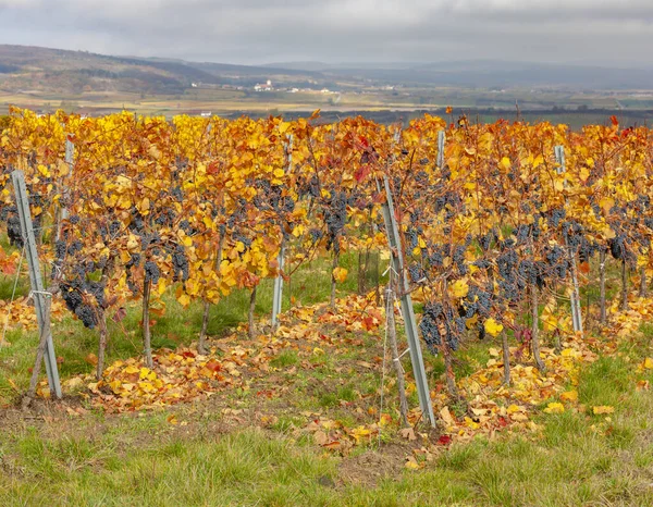 Autumnal Vineyards Mitterretzbach Lower Austria Austria — Stock Photo, Image