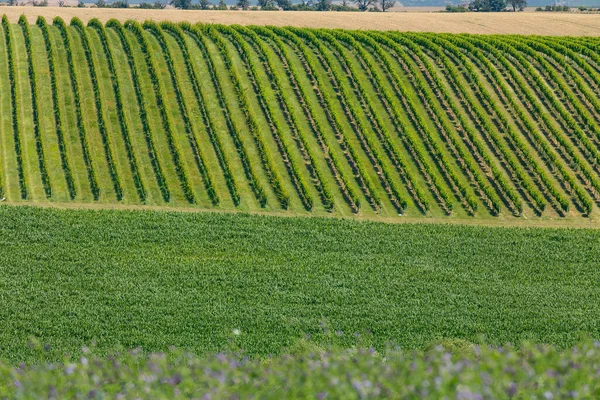 ブドウ畑 スロバキア 南モラヴィア チェコ共和国の風景 — ストック写真