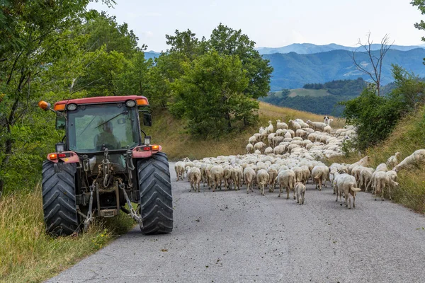 Estrada Bloqueada Por Rebanho Ovinos Marche Itália — Fotografia de Stock