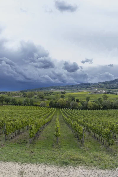 Typische Toskanische Landschaft Mit Weinbergen Der Nähe Von Montalcino Toskana — Stockfoto