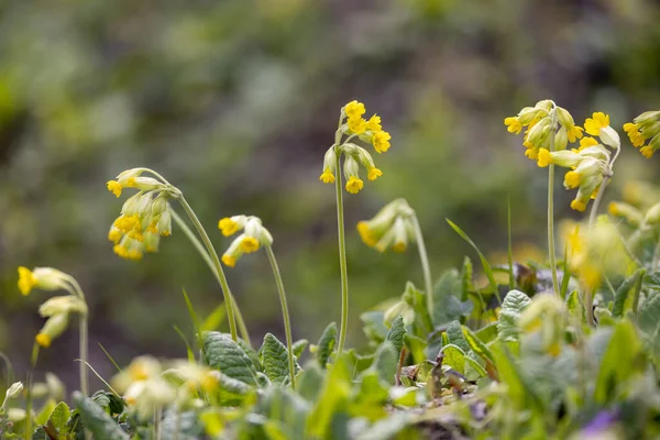 Wild Spring Primrose Northern Bohemia Czech Republic — Stock Photo, Image