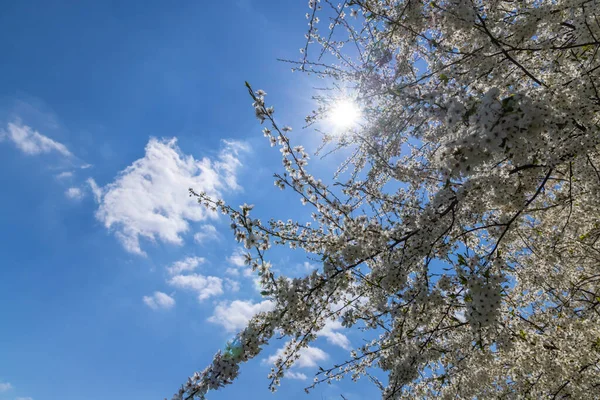Vit Blommande Träd Mot Den Blå Himlen — Stockfoto