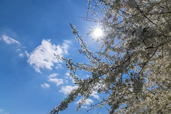 White Flowering Tree Blue Sky — Stock Photo, Image