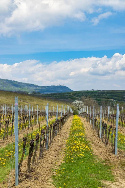 Spring Vineyards Palava Milovice Southern Moravia Czech Republic — Stockfoto
