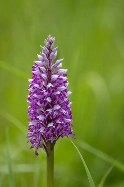 Orchidée Sauvage Dans Les Montagnes Des Carpates Blanches République Tchèque — Photo