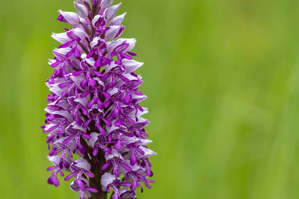 Dzika Orchidea Górach Karpackich Czechy — Zdjęcie stockowe