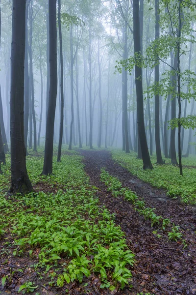 Spring Beech Forest White Carpathians Νότια Μοραβία Τσεχία — Φωτογραφία Αρχείου