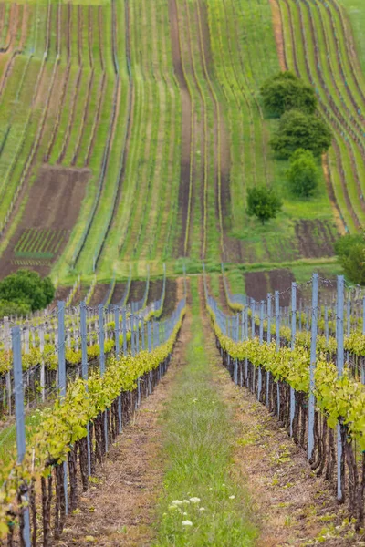 Весняний Виноградник Поблизу Цейковіце Південна Моравія Чехія — стокове фото
