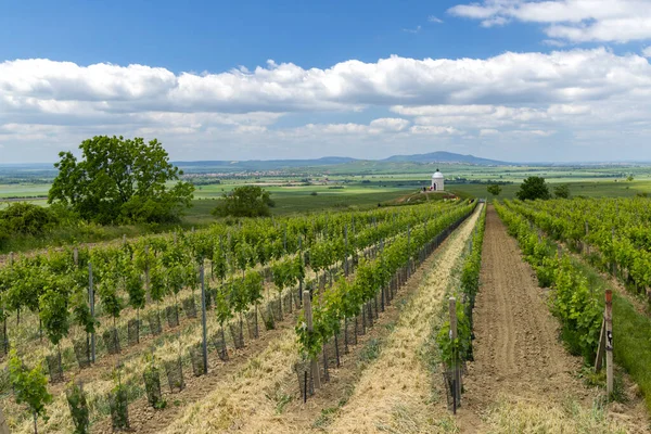 Wijngaard Bij Velke Bilovice Zuid Moravië Tsjechië — Stockfoto