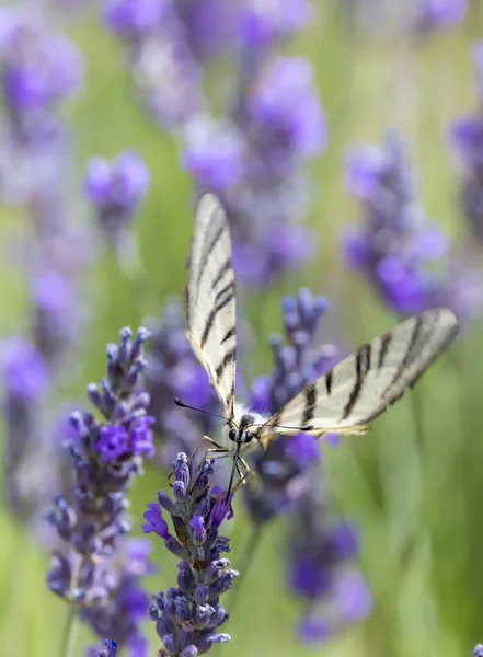 Fennel Swallowtail Lavender Provence France — Stock Photo, Image