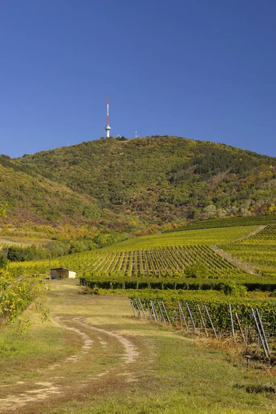 Autumn Vineyard Tokaji Hegy 513 Tokaj Region Great Plain North — Stock Photo, Image