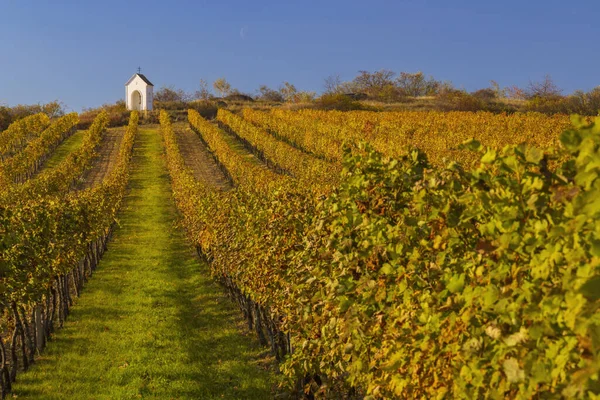 Wijngaard Calvarie Buurt Van Hnanice Regio Znojmo Zuid Moravië Tsjechië — Stockfoto