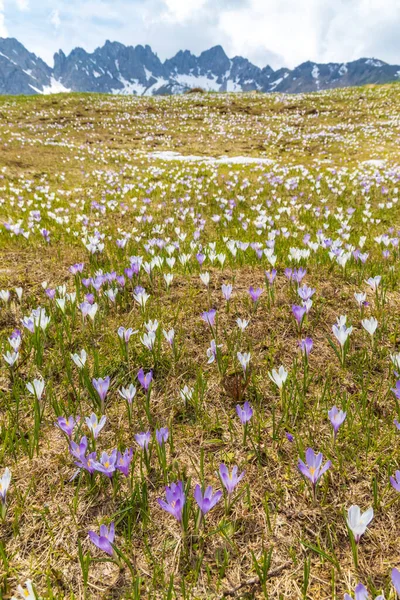 Ранняя Весна Цветущий Луг Крокусом Альпах Италия — стоковое фото