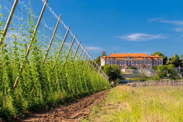 stock image Rococo castle Steknik with hop field, Czech Republic