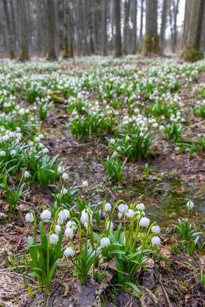 Início Primavera Floresta Com Floco Neve Primavera Vysocina República Checa — Fotografia de Stock